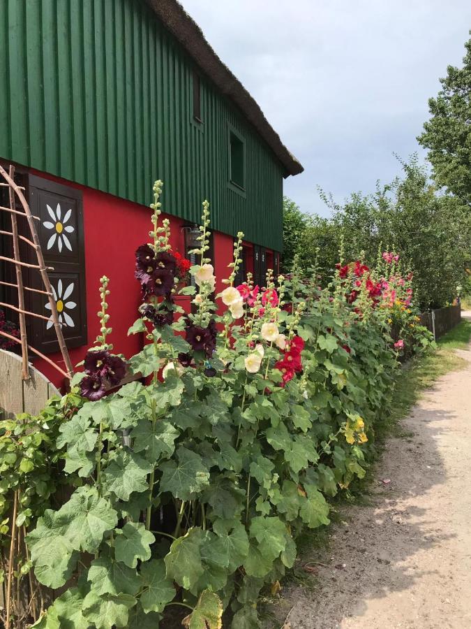 Toepferweg 06 Ferienwohnung Tine Ahrenshoop Dış mekan fotoğraf